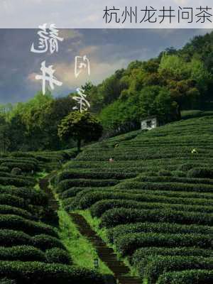 杭州龙井问茶