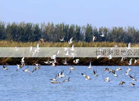 七里海湿地公园