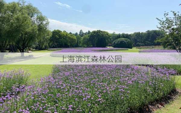 上海滨江森林公园