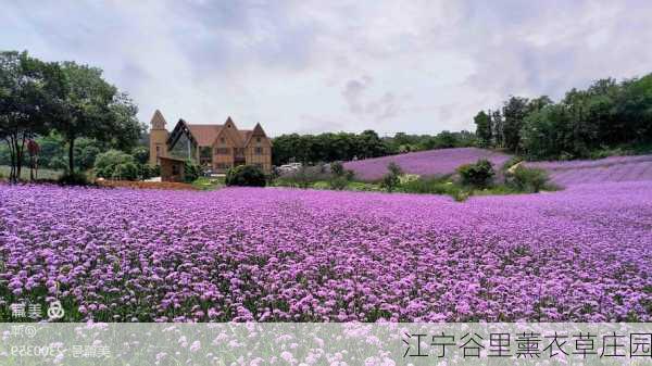 江宁谷里薰衣草庄园