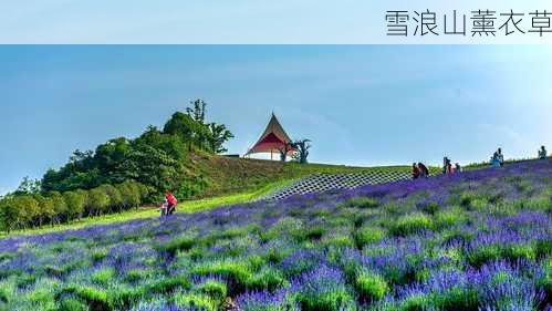 雪浪山薰衣草