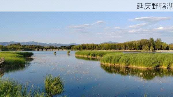 延庆野鸭湖