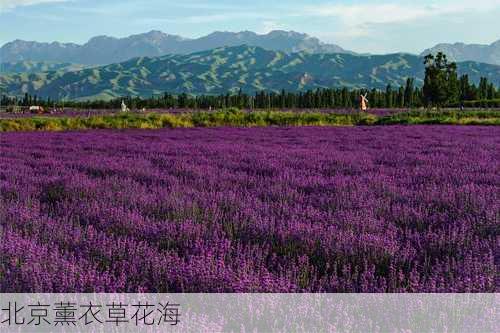 北京薰衣草花海