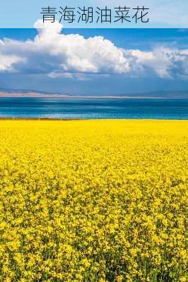 青海湖油菜花