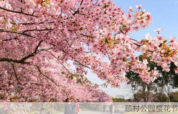 顾村公园樱花节