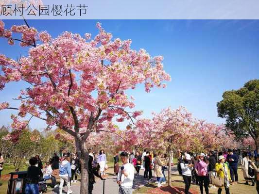 顾村公园樱花节