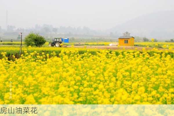 房山油菜花