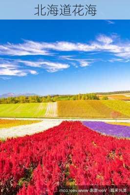 北海道花海