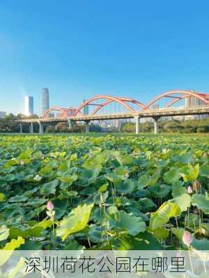 深圳荷花公园在哪里