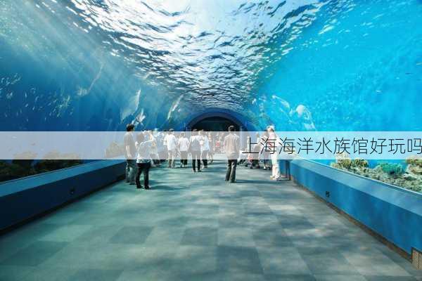 上海海洋水族馆好玩吗