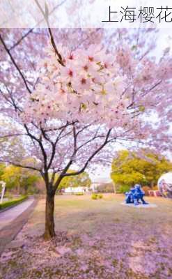 上海樱花